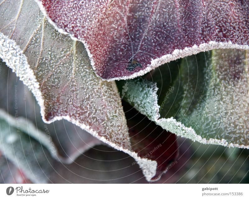 Winterlaub Gedeckte Farben Außenaufnahme Nahaufnahme Makroaufnahme Häusliches Leben Wohnung Natur Landschaft Pflanze Eis Frost Blume Blatt Grünpflanze