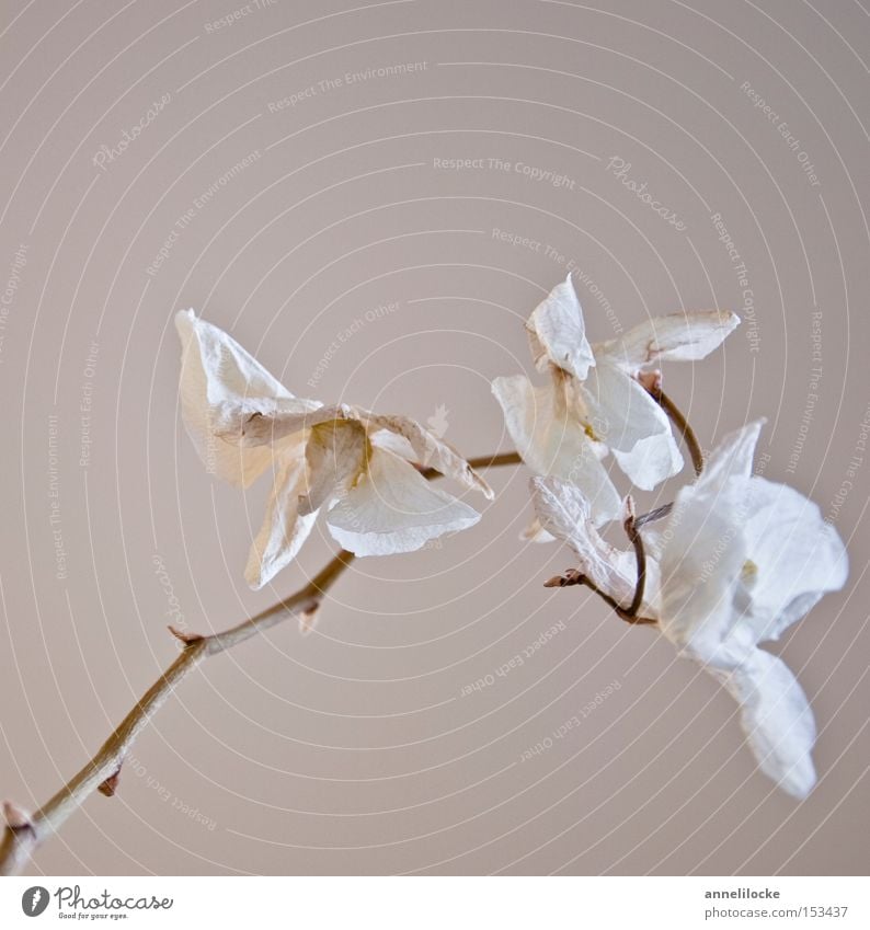 tote schönheit elegant Stil Häusliches Leben Pflanze Dürre Blume Orchidee Blüte Stengel ästhetisch trocken weiß Gefühle Stimmung Traurigkeit Trauer Tod