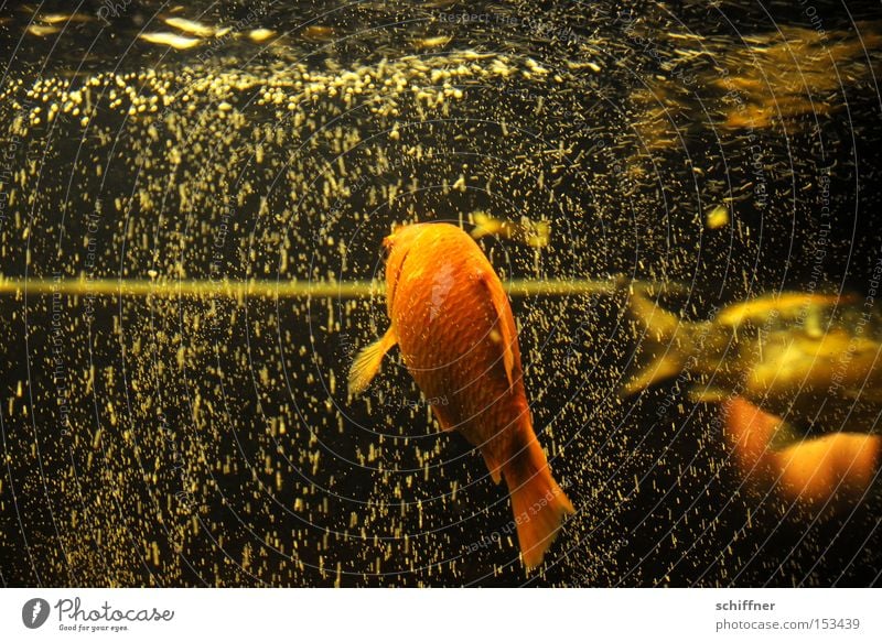 Sprudelflug III Fisch Goldfisch Koi Aquarium Luftblase sprudelnd Vorhang Wasser Flosse fliegen Schweben Schwerelosigkeit Unschärfe Rücken Luftverkehr