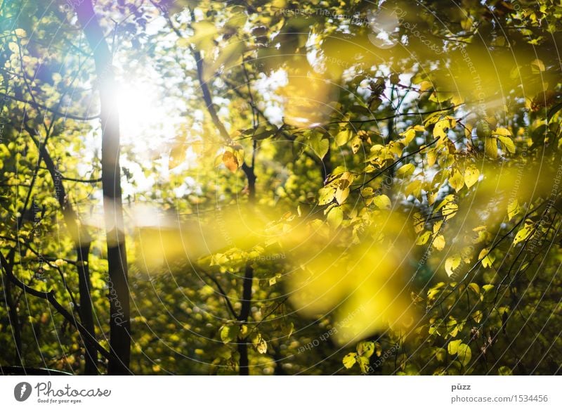 Herbst Umwelt Natur Pflanze Sonne Sonnenlicht Schönes Wetter Baum Blatt Grünpflanze Wildpflanze Buche Buchenwald hell natürlich schön Wärme gelb gold grün