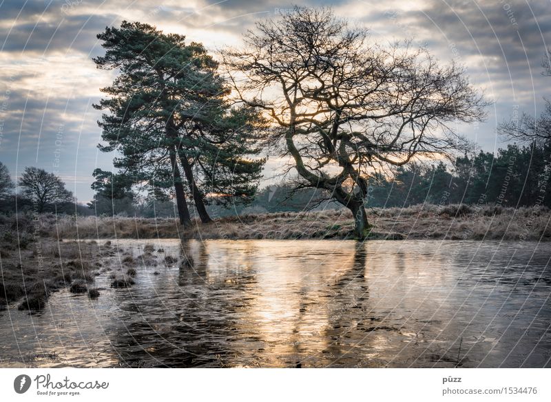 Morgenfrost Umwelt Natur Landschaft Pflanze Wasser Himmel Wolken Winter Baum Seeufer Teich dunkel kalt trist blau gelb grau Gefühle Stimmung träumen Traurigkeit