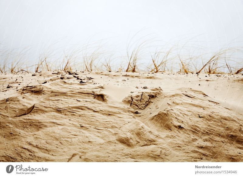 Küstenerosion Natur Landschaft Pflanze Urelemente Sand schlechtes Wetter Wind Sturm Regen Gras Nordsee Meer Wachstum maritim Wandel & Veränderung Dünengras