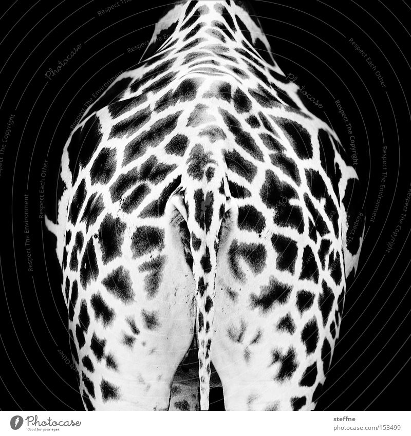Zebra Tier Afrika Savanne Wildnis schwarz weiß Giraffe Muster Hinterteil Gesäß Schwanz gefleckt Säugetier
