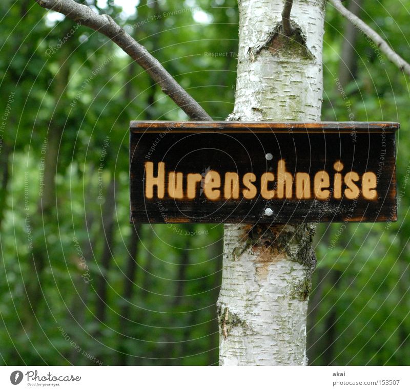 Hallo Mädels......... Prostituierte Wald Schilder & Markierungen Baum Holz Birke grün prostitution akai hurenschneise