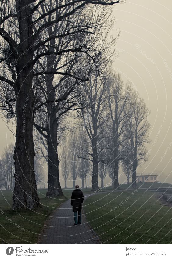 Nachdenken Einsamkeit Baum dunkel Ende Frau Denken kalt Nebel ruhig Spaziergang trüb Park Winter Ziel