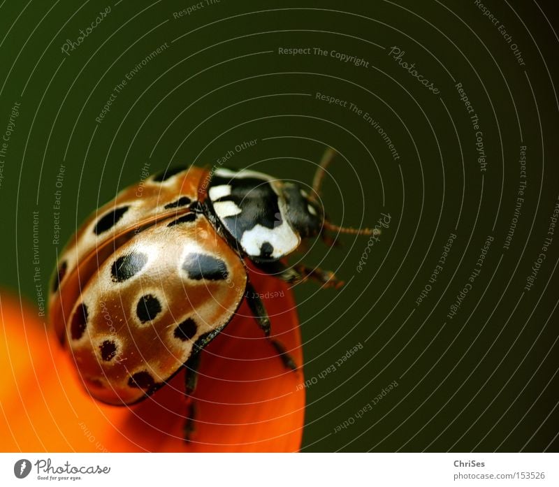Start frei ins neue Jahr : Augenmarienkäfer Käfer Insekt Marienkäfer orange grün schwarz Tier Makroaufnahme Frühling fliegen Glück Beginn Nahaufnahme