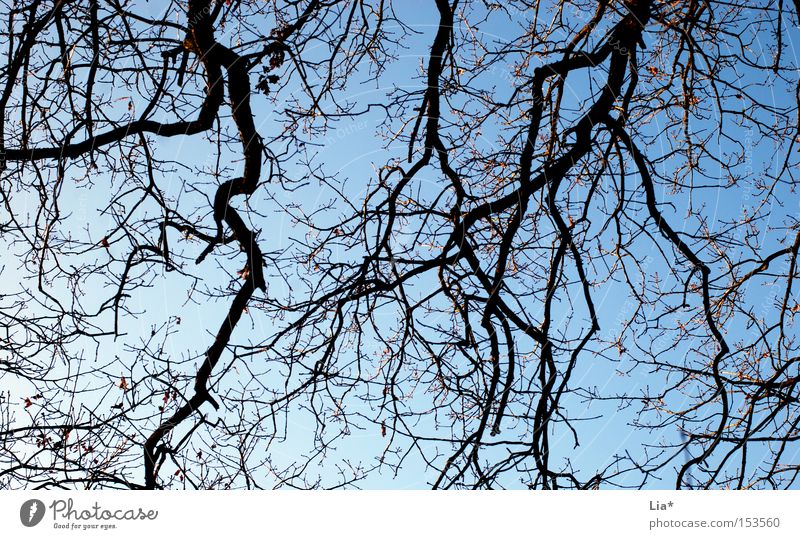 verzweigt Baum Zweig Ast Baumstamm Himmel Strukturen & Formen blau Pflanze Vernetzung