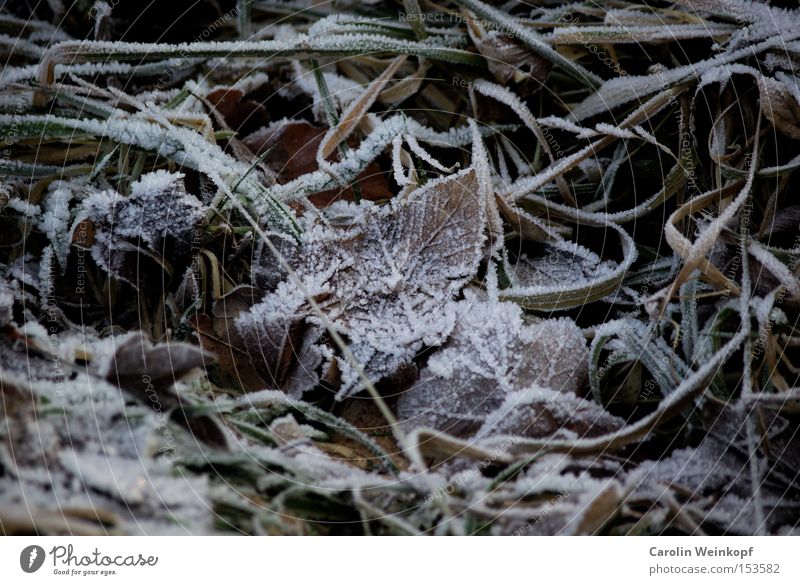 Frost. Winter Schnee Eis gefroren Blatt frieren kalt Klirren Gras Herbst Minusgrade Temperatur braun grün weiß Farbfoto Außenaufnahme Tag Menschenleer