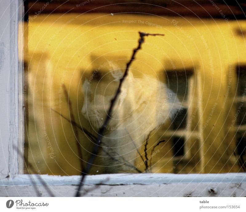 Freundinnen Reflexion & Spiegelung Fenster Frau Katze Aussicht Fensterscheibe Fensterrahmen Zweig lachen sitzen weiß gelb dunkel hell Freude Glas Rahmen