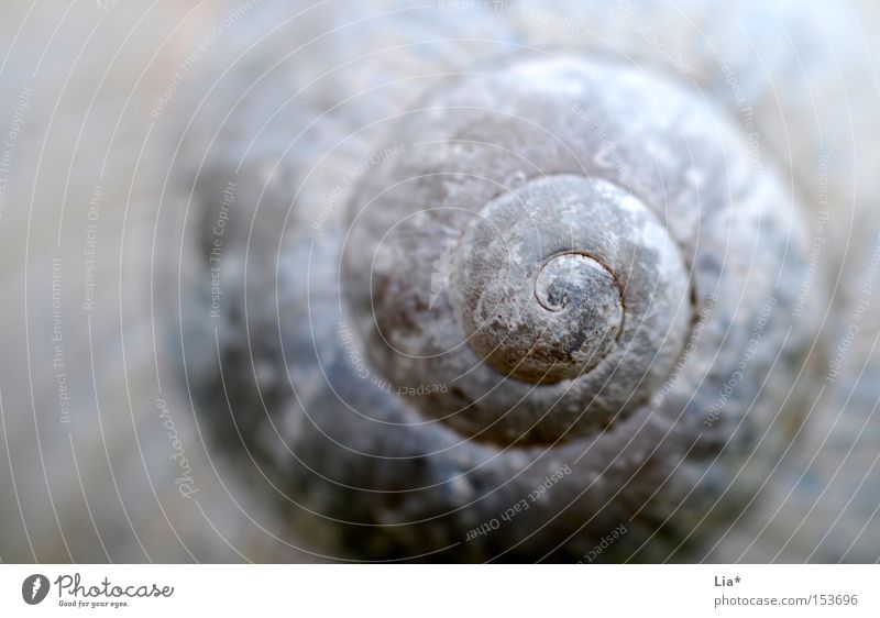 spiralig Dekoration & Verzierung Natur Schnecke rund weiß Schneckenhaus Spirale gedreht Hülle Brennpunkt Tiefenschärfe ruhig Meditation Hintergrundbild