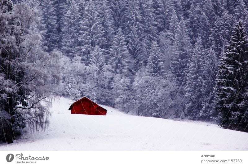 Höhenlage Wald Winter Baum Schnee Eis kalt Alpen Landschaft Natur verfallen