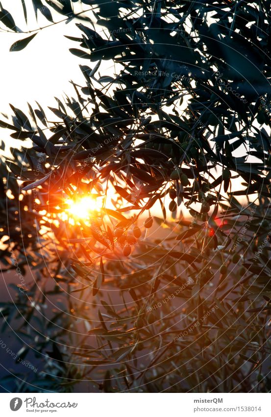 Olivengold Umwelt Natur Landschaft Pflanze ästhetisch mediterran Meditation Italien Toskana Olivenbaum Olivenöl Olivenhain Olivenblatt Olivenernte Sonne