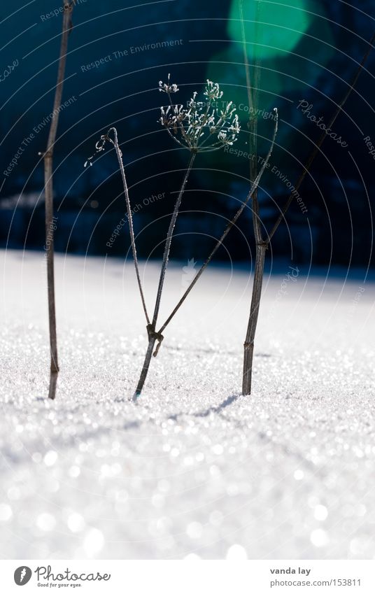 Im Licht Eis Schnee Frost kalt getrocknet vertrocknet dünn Pflanze Doldenblüte Blendenfleck Winter Makroaufnahme Nahaufnahme Vergänglichkeit abfallend
