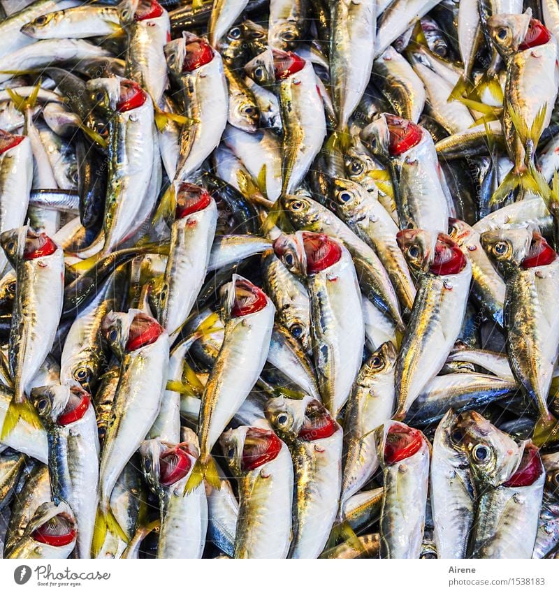 kleine Fische Meeresfrüchte Tier Totes Tier bonito Tiergruppe kaufen liegen frisch Gesundheit glänzend lecker gelb rot weiß Appetit & Hunger gefräßig