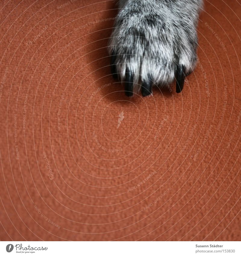 GimMe Five! Hund Pfote Tier Behaarung Krallen geschnitten schwarz weiß orange Sofa Sitzgelegenheit Polster Knurren Säugetier