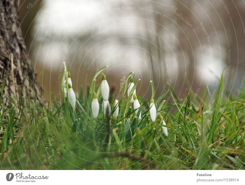 Frühlingsboten Umwelt Natur Landschaft Pflanze Baum Blume Gras Garten Park Wiese natürlich grün weiß Frühblüher Schneeglöckchen Baumstamm Baumrinde Farbfoto