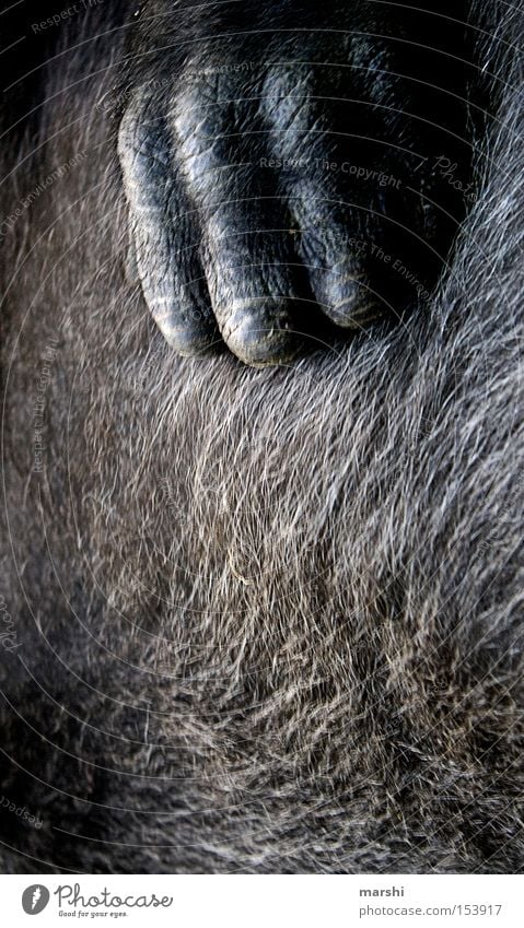 ::: monkey ::: Affen Fell Hand Wärme braun Zoo Säugetier Haare & Frisuren