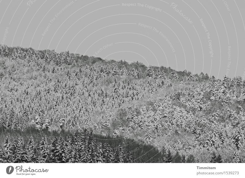 Unterkühlte Versammlung. Natur Landschaft Pflanze Himmel Winter Schnee Wald Hügel ästhetisch kalt natürlich grau schwarz weiß Schwarzweißfoto Außenaufnahme