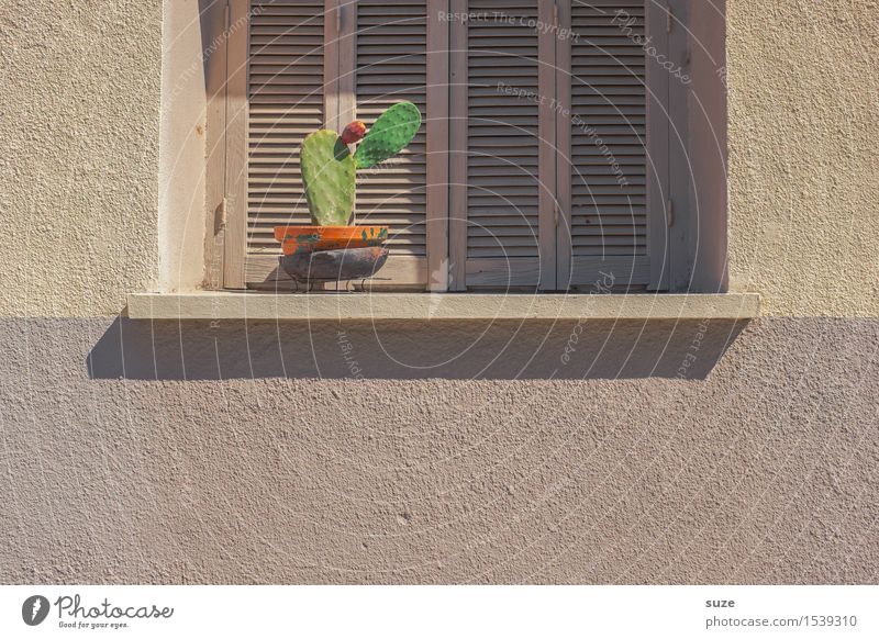 Die stille Treppe ruhig Pflanze Wärme Kaktus Fassade Fenster trist trocken grün Einsamkeit Frankreich Herkunft Korsika Fensterladen geschlossen Stillleben Wand