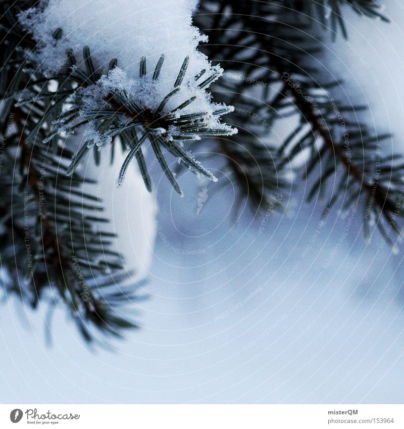"Voll Beladen." oder "getarntes Autsch!" Winter Schnee weiß Nadelwald Weihnachtsbaum gefroren kalt Minusgrade Zweig grün Natur Winterspaziergang Makroaufnahme