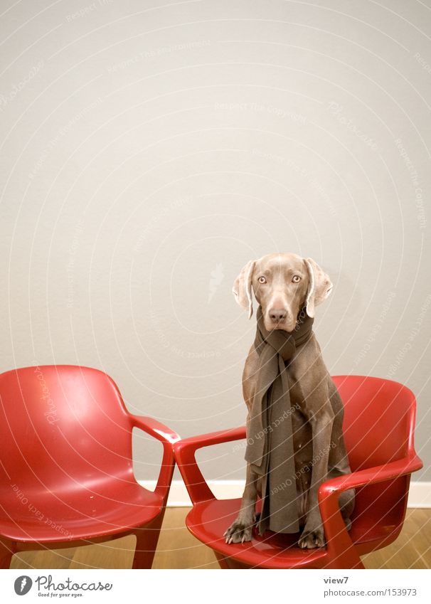 Psychiaterin Stuhl Hund warten ästhetisch authentisch gewissenhaft ruhig Weisheit Neugier Interesse ernst Weimaraner Säugetier Traurigkeit Blick