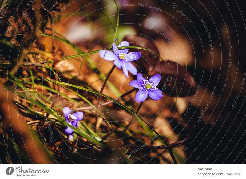 mehr Wärme elegant Stil Umwelt Natur Erde Frühling Schönes Wetter Pflanze Blume Gras Leberblümchen Hahnenfußgewächse Blütenpflanze Blumenstengel Waldboden