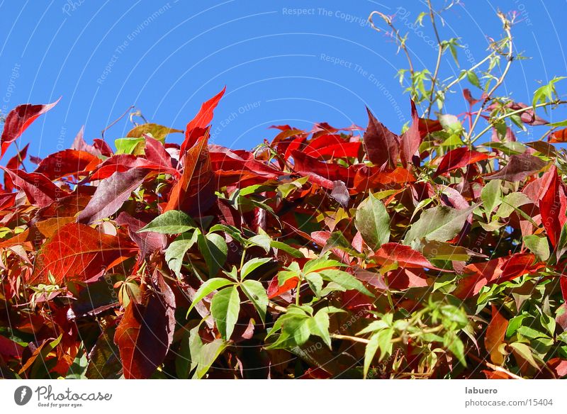 Herbstfarben Blatt Hecke Herbstlaub Sträucher mehrfarbig