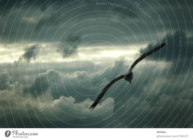 Der Himmelsstürmer Vogel Wolken fliegen Sturm dunkel wild Flügel grau Wetter Gewitter Himmelstürmer Luftverkehr