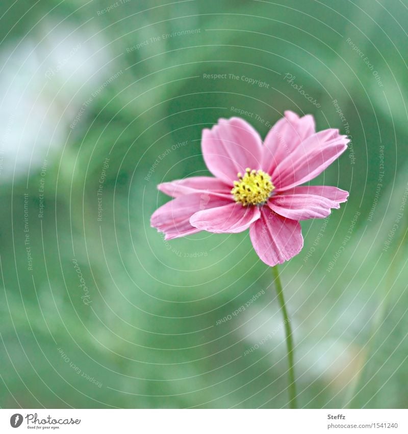 eine kleine Cosmea blüht noch im Oktober Blümchen Schmuckkörbchen Cosmos bipinnatus rosa Blüte rosa Blume lange Blütezeit Herbstblüte blühen blühend
