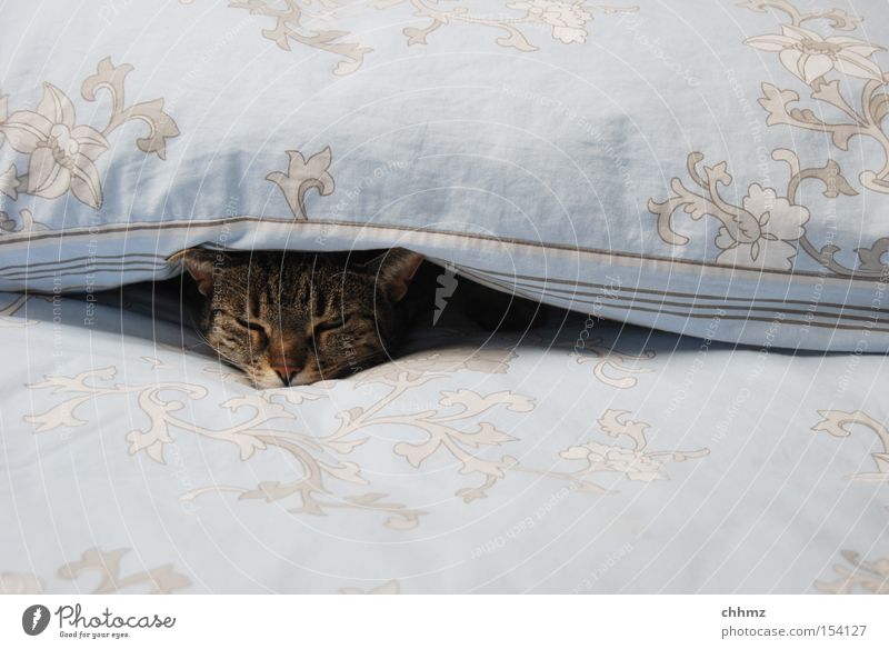 dösen Bett Wärme Katze schlafen kuschlig weich Hauskatze gemütlich Halbschlaf Säugetier Katzenkopf Zufriedenheit Gelassenheit bequem 1 zudecken Innenaufnahme