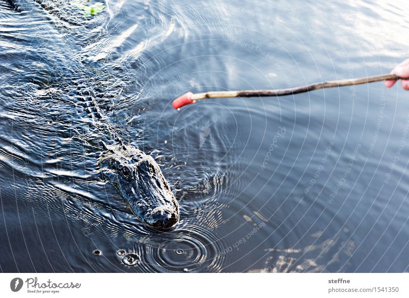Alles fließt: Mississippi Wasser Fluss Tier 1 exotisch gefährlich Krokodil Echsen Futter bayou New Orleans Farbfoto Außenaufnahme Textfreiraum oben