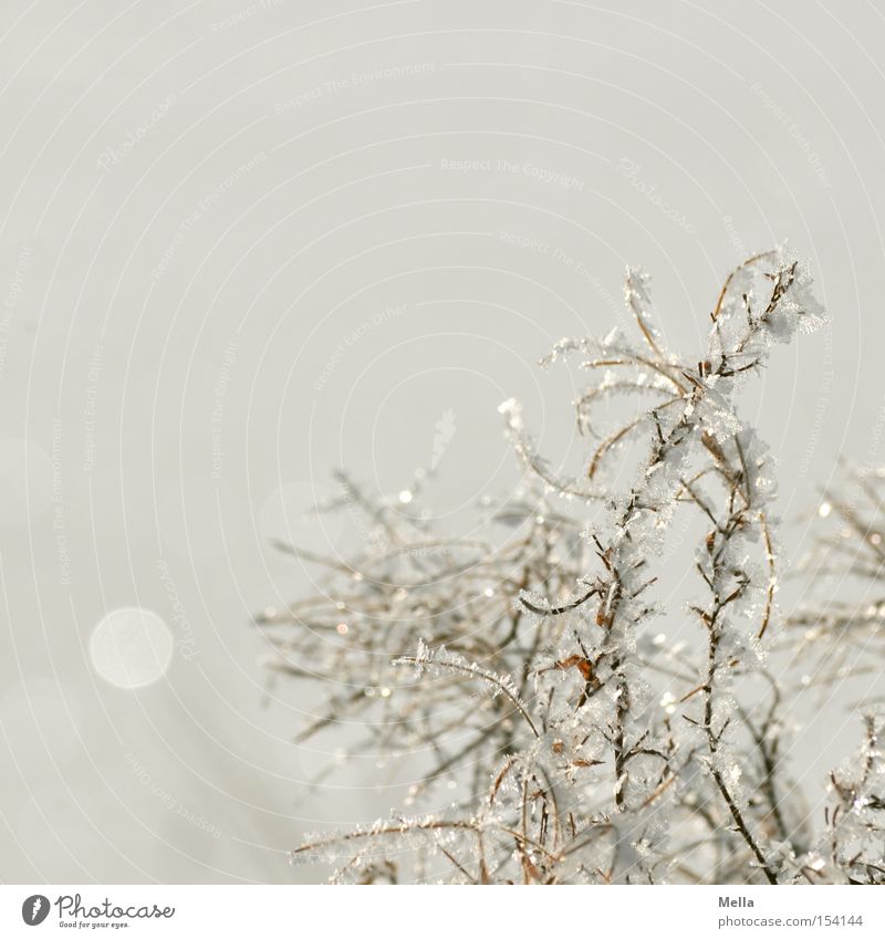 Die Schneekönigin war da Umwelt Natur Pflanze Winter Eis Frost Kristalle glänzend hell kalt natürlich weiß Raureif Farbfoto Außenaufnahme Menschenleer Tag