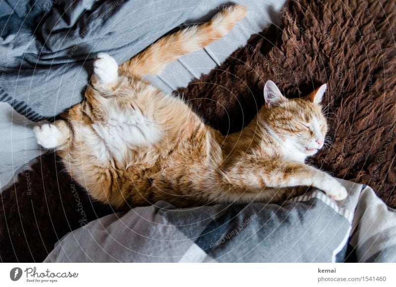 Wochenende! elegant Häusliches Leben Bett Schaffell Kissen Tier Haustier Katze Fell Pfote 1 Erholung genießen liegen schlafen niedlich schön orange