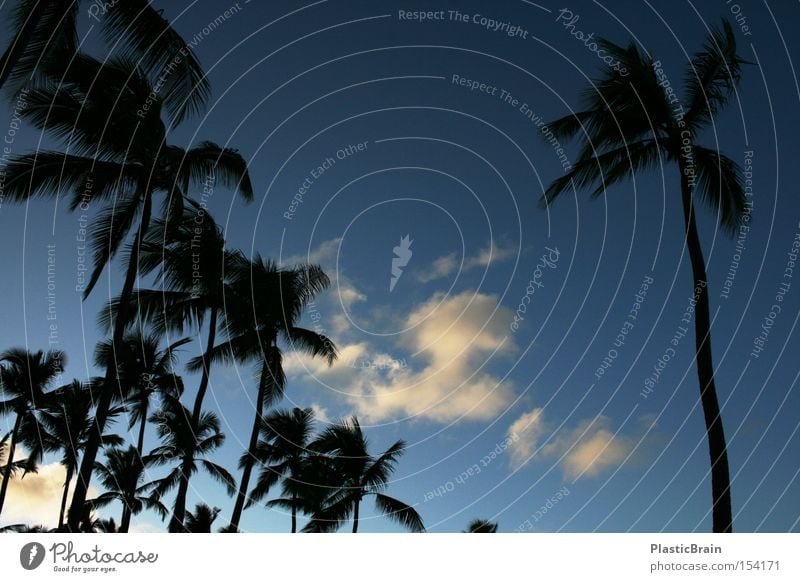 Einsamkeit Palme Gegenlicht Himmel blau tropisch Wolken Silhouette Blauer Himmel aufwärts Froschperspektive himmelwärts Dämmerung
