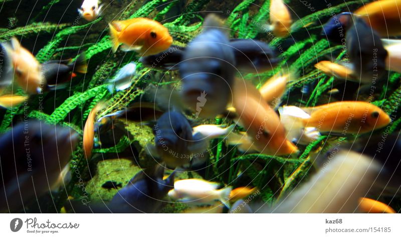 Meeting Fisch Meer See Wasser mehrfarbig Aquarium Im Wasser treiben tauchen Leben Verabredung mehrere Riff Ernährung viele Schwimmen & Baden