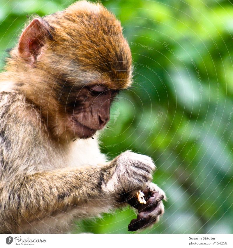 Wer hat die Kokosnuß geklaut? Affen Äffchen klein süß Haare & Frisuren Suche Finger Denken Baum Freiheit Säugetier