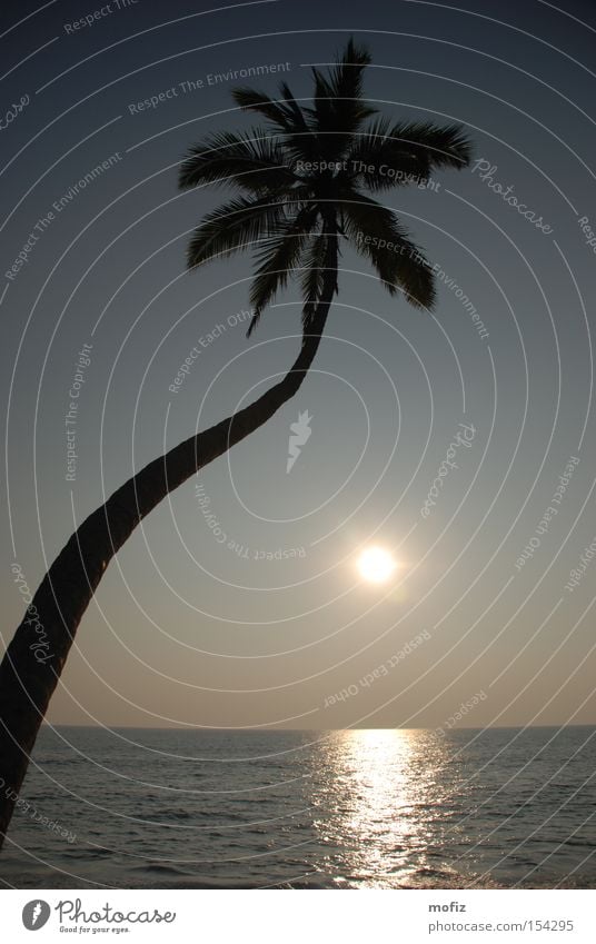 Palme Strand Sonne Kerala Indien Ferien & Urlaub & Reisen Meer Gegenlicht Traumstrand Sonnenuntergang Arabisches Meer Varkala mofiz