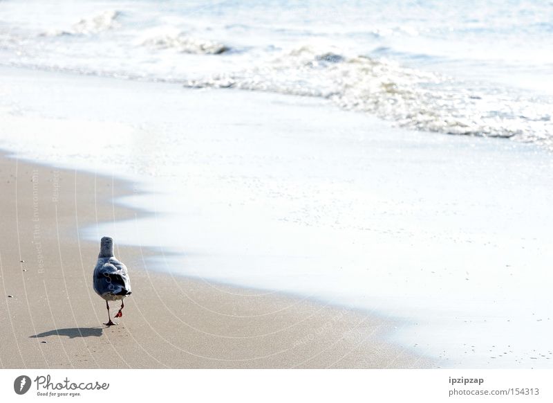 Lonely... Vogel weiß Tier Strand Sand Ferien & Urlaub & Reisen Außenaufnahme Meer Wasser Denken träumen Einsamkeit Küste Möve
