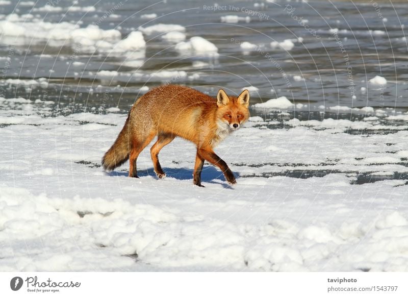 Fuchs, der auf Eis geht schön Jagd Winter Schnee Natur Tier Pelzmantel Hund klein natürlich niedlich wild braun rot weiß Raubtier Säugetier kalt Tierwelt orange