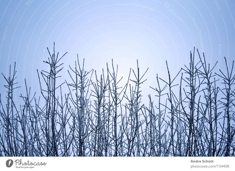winter world Winter Himmel blau Schönes Wetter Baum Ast Zweig Jahreszeiten Natur Schnee Andre Schütt anpixel