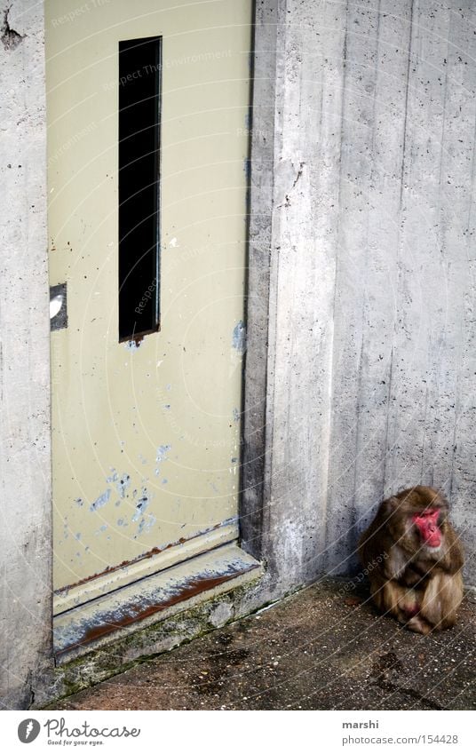 Türsteher vorm Affentheater Tier Eingang Justizvollzugsanstalt rot Zoo gefangen grau Beton trist Trauer kalt Säugetier Verkehrswege Traurigkeit