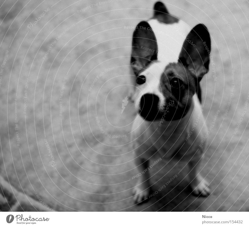 Ich hör alles! Hund Chihuahua Desert Mischling Dogge hören Breitbeinig Teppich Pfote Schwarzweißfoto Säugetier Konzentration Kampfratte Ohr Schnautze schön Nase