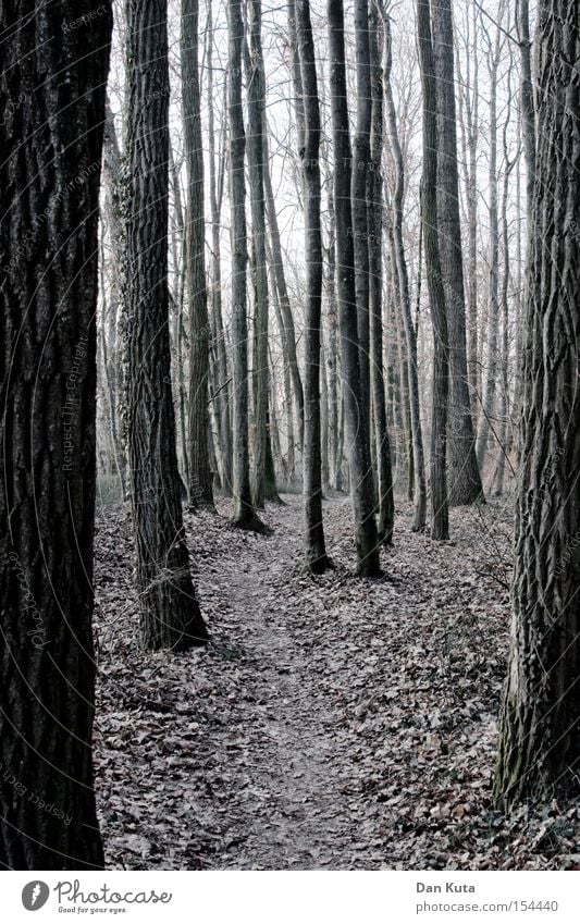 Alles senkrecht. Wald Baum mystisch Verhext Herbst vertikal Linie Blatt Winter kalt stehen Spaziergang bedrohlich Trauer Verzweiflung Wurzel Angst