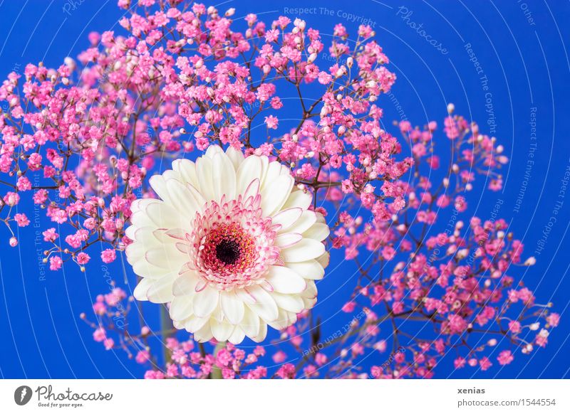 weiß-rosa Gerbera mit Schleierkraut vor blauem Hintergrund Muttertag Geburtstag Blume Sträucher Blüte Rosenschleier Gypsophila Korbblütler schwarz Gipskraut