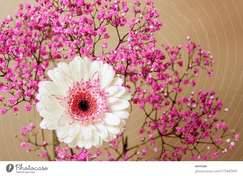 Weiße Gerbera mit rosa Schleierkraut vor goldenem Hintergrund Blume Blüte Gypsophila Rosenschleier schwarz weiß cremegelb Dekoration & Verzierung Blumenstrauß