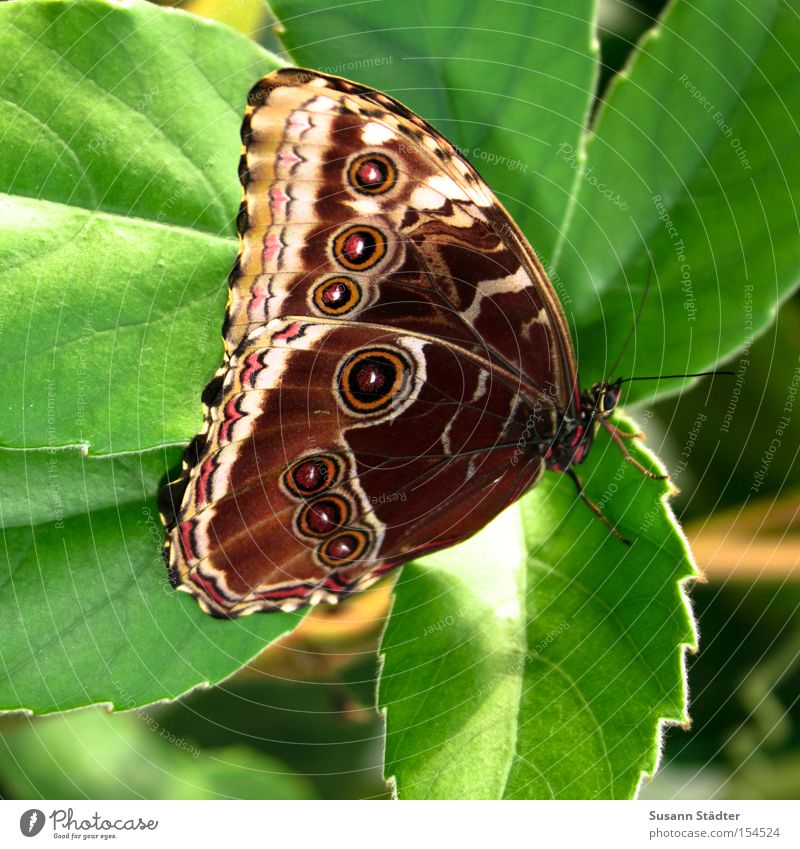 Butterfliege Schmetterling Flügel Blatt Sommer Urwald elegant Muster Spinne grün frisch Frühling schön