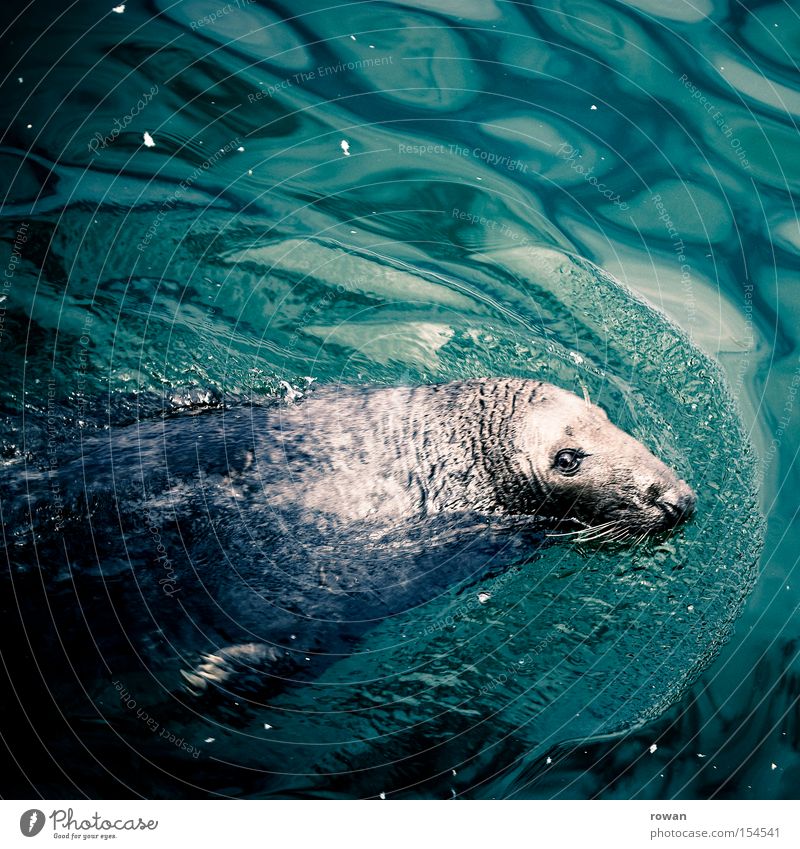 passionierter schwimmer Seehund Meer Robben Wasser Säugetier Tiergesicht Tierporträt Blick in die Kamera Im Wasser treiben