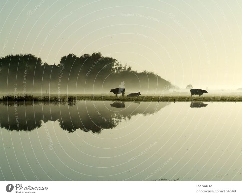 Morgenstimmung Regen Überschwemmung Nebel Kuh See Reflexion & Spiegelung Herbst Morgendämmerung ruhig Windstille Wasser