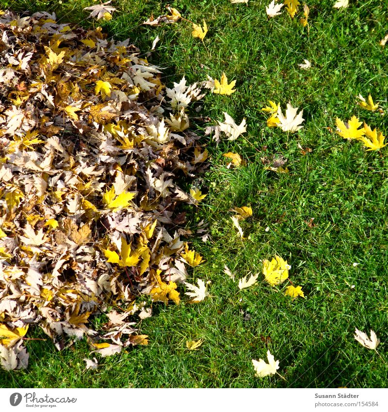Für Freunde des Haufenprinzip Blatt Herbst Wiese Gras träumen Müll Recycling mehrfarbig Farbe rein Müllmann Hausmeister