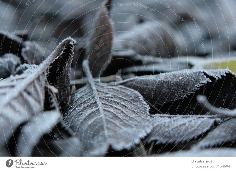 Eislaub kalt Frost Winter Raureif Eiskristall frieren gefroren Blatt grau trist bewegungslos Vergänglichkeit Schnee